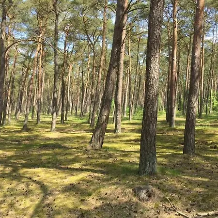 Glonek Drewniany Nad Morzem - Kolo Jaroslawca * Rusinowo (Slawno)